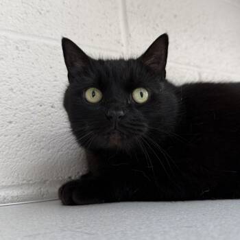 Domestic Short Hair Cats Available for Adoption in West Milford, New Jersey - Squirrel | PetCurious