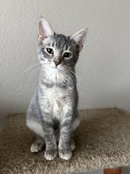 Rescue Domestic Short Hair Cats for Adoption in Fort Worth, Texas - May | PetCurious