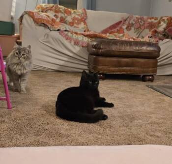 Domestic Short Hair Cats Available for Adoption - Louie | PetCurious