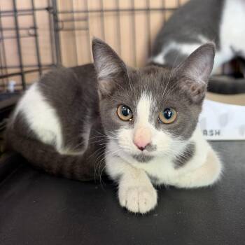 Peter -  Domestic Short Hair Cat for Adoption in Long Beach, California - Peter | PetCurious