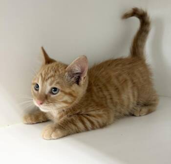 Domestic Short Hair Cats Available for Adoption in Rochester, Indiana - Popcorn ~ Currently Available At PetSmart Warsaw, IN!! | PetCurious