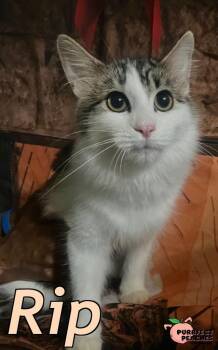 Rescue Maine Coon and Domestic Long Hair Cats for Adoption in Douglasville, Georgia - Rip | PetCurious