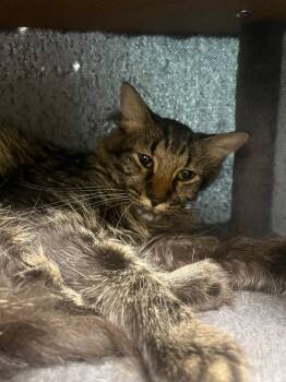 King -  Domestic Medium Hair Cat for Adoption in Corpus Christi, Texas - King | PetCurious