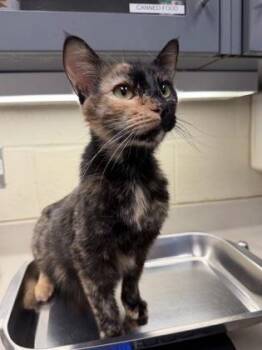 Tory -  Domestic Short Hair Cat for Adoption in Wichita, Kansas - Tory | PetCurious