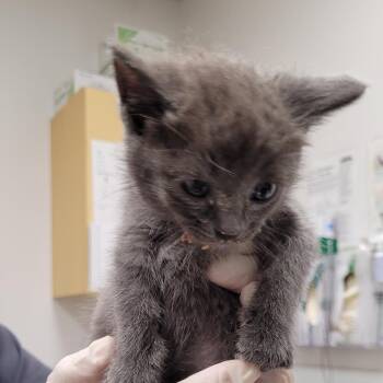 Domestic Short Hair Cats Available for Adoption in Los Angeles, California - Harlow | PetCurious