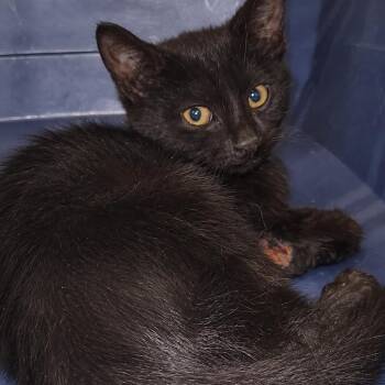Billie -  Domestic Short Hair Cat for Adoption in New York, New York - Billie | PetCurious