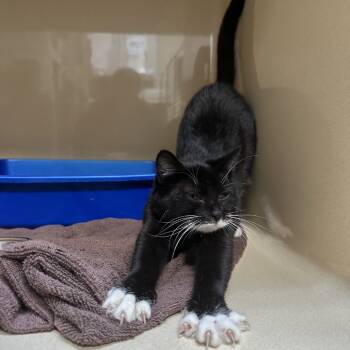 Rescue Domestic Short Hair Cats for Adoption in Blue Ridge, Georgia - Cayenne | PetCurious