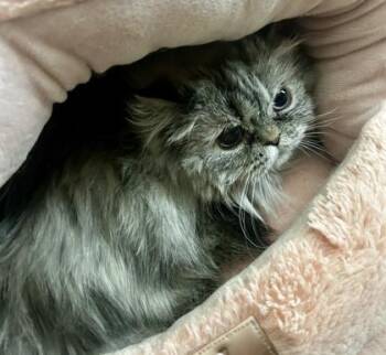 Persian Cats Available for Adoption in Fort Worth, Texas - Pearl (pre Adopt) | PetCurious