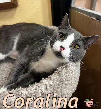 Rescue Domestic Short Hair Cats for Adoption in Douglasville, Georgia - Coralina | PetCurious