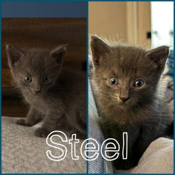 Steel -  Domestic Short Hair Cat for Adoption in Brewster, New York - Steel | PetCurious
