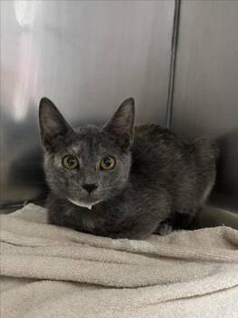 *JAMILA -  Domestic Short Hair Cat for Adoption in Woodland, California - *JAMILA | PetCurious
