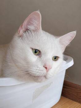 Snow -  Domestic Short Hair Cat for Adoption in Plano, Texas - Snow | PetCurious