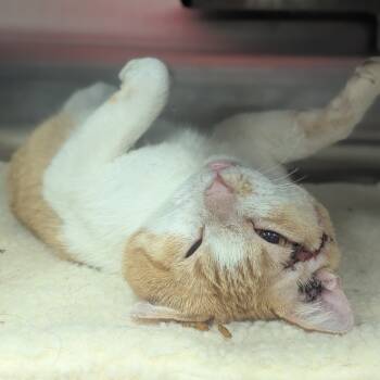 Rescue Domestic Short Hair Cats for Adoption in Denver, Colorado - Poker Houston | PetCurious