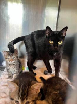 Brisket -  Domestic Short Hair Cat for Adoption in Peru, New York - Brisket | PetCurious