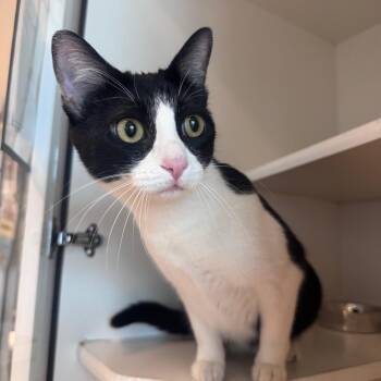 Domestic Short Hair Cats Available for Adoption - Gett | PetCurious