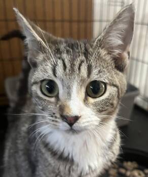 Bengal and Domestic Short Hair Cats Available for Adoption in Oakwood, Georgia - PUDGE | PetCurious