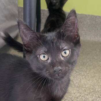 Dunkel -  Domestic Short Hair Cat for Adoption in Chicago, Illinois - Dunkel | PetCurious