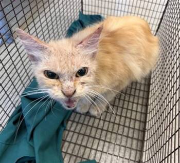 KUROMI -  Domestic Medium Hair Cat for Adoption in San Bernardino, California - KUROMI | PetCurious