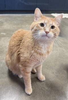 Rescue Domestic Short Hair Cats for Adoption in Quincy, Illinois - Gravy | PetCurious