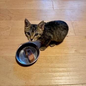 Man in the Moon -  Domestic Short Hair Cat for Adoption in Boerne, Texas - Man In The Moon | PetCurious