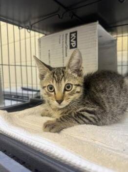 Dust Bunny -  Domestic Short Hair Cat for Adoption in Vero Beach, Florida - Dust Bunny | PetCurious
