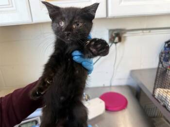 Domestic Short Hair Cats Available for Adoption in San Bernardino, California - XZANTHIA | PetCurious