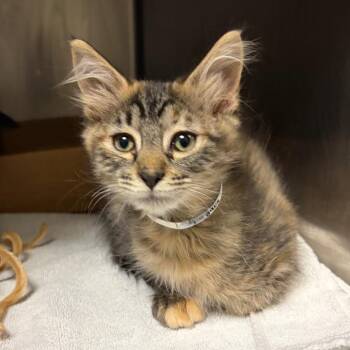 Margaux -  Domestic Medium Hair Cat for Adoption in Nashville, Tennessee - Margaux | PetCurious
