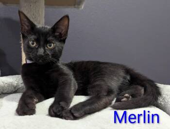 Merlin -  Domestic Short Hair Cat for Adoption in Portland, Oregon - Merlin | PetCurious