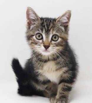 Ella is a SNUGGLE BUG- SO TEENY -  Tabby and Bengal Cat for Adoption in Bedford Hills, New York - Ella Is A SNUGGLE BUG- SO TEENY | PetCurious