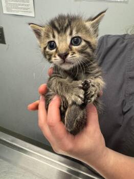 Krait -  Domestic Short Hair Cat for Adoption in Bloomington, Indiana - Krait | PetCurious