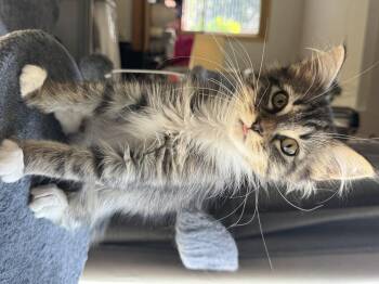 Cayenne -  Domestic Long Hair Cat for Adoption in Blaine, Minnesota - Cayenne | PetCurious
