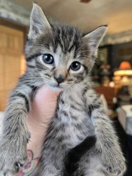 Rescue Domestic Short Hair Cats for Adoption in Hinckley, Illinois - Laverne | PetCurious