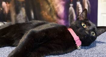 Rescue Domestic Short Hair Cats for Adoption in Dallas, Texas - Tsuki | PetCurious