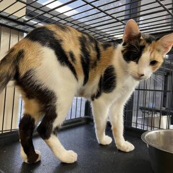 Twizzler -  Domestic Short Hair Cat for Adoption in Lakeland, Florida - Twizzler | PetCurious