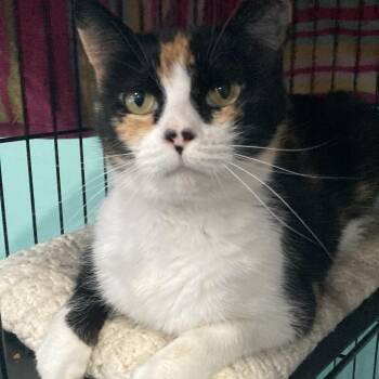 Domestic Short Hair Cats Available for Adoption in Marion, Virginia - Purrina | PetCurious