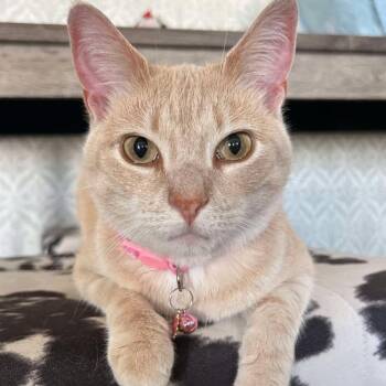Pop -  Domestic Short Hair Cat for Adoption - Pop | PetCurious