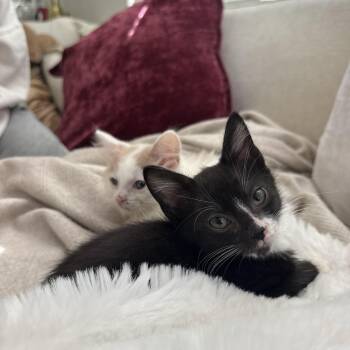 Taco Breath -  Tuxedo Cat for Adoption in Columbia, South Carolina - Taco Breath | PetCurious