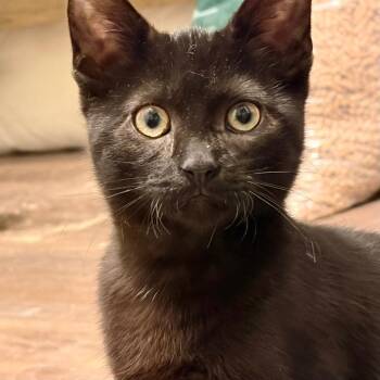 Rescue Domestic Short Hair Cats for Adoption in Stoughton, Wisconsin - Wilhelm (bonded With Jacob) | PetCurious