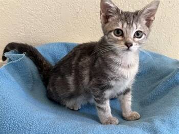 GINGER -  Domestic Short Hair Cat for Adoption in Colorado Springs, Colorado - GINGER | PetCurious