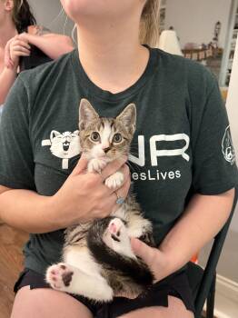 Freebie (Available for pre-adoption) -  Domestic Short Hair Cat for Adoption in Camden, South Carolina - Freebie (Available For Pre-adoption) | PetCurious