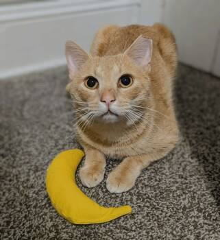 Rescue Domestic Short Hair Cats for Adoption in Seven Valleys, Pennsylvania - Mandarin | PetCurious