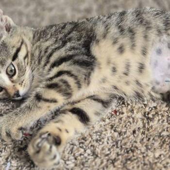 Roly Poly -  Domestic Short Hair Cat for Adoption in Fishers, Indiana - Roly Poly | PetCurious