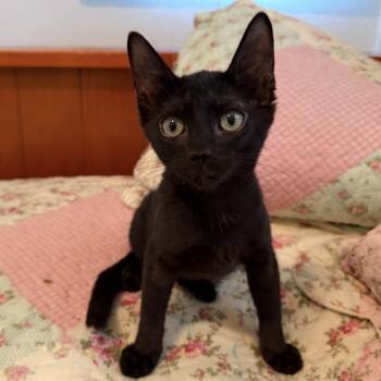 Jinx -  Domestic Short Hair Cat for Adoption in Titusville, Florida - Jinx | PetCurious