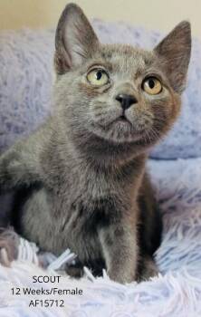Scout -  Domestic Short Hair Cat for Adoption - Scout | PetCurious