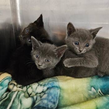 Ember 54025 -  Domestic Short Hair Cat for Adoption in Las Vegas, Nevada - Ember 54025 | PetCurious