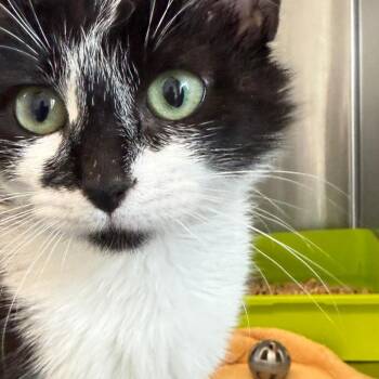 Domestic Short Hair Cats Available for Adoption - Ava | PetCurious