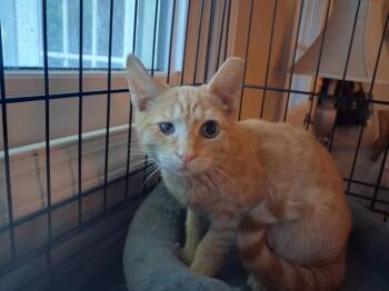 Peter -  Domestic Short Hair Cat for Adoption in Greensboro, North Carolina - Peter | PetCurious