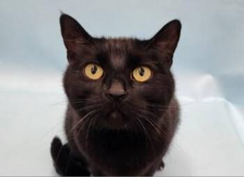 Violet -  Domestic Short Hair Cat for Adoption in Golden Valley, Minnesota - Violet | PetCurious