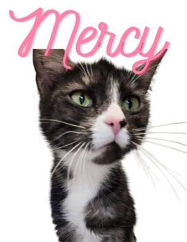 Mercy -  Domestic Short Hair Cat for Adoption in Columbus, Indiana - Mercy | PetCurious