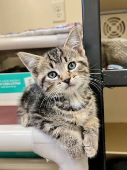 Rescue Domestic Medium Hair Cats for Adoption in Webster, Wisconsin - Hannibal | PetCurious